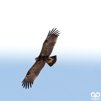 گونه عقاب خالدار کوچک Lesser Spotted Eagle